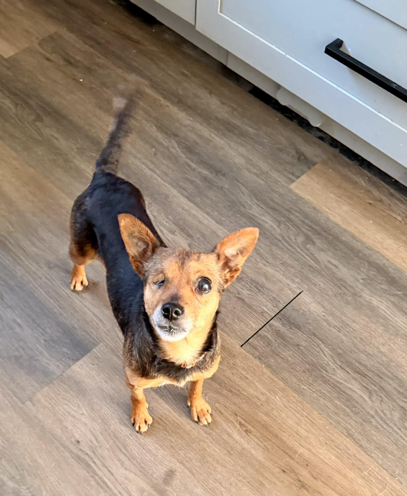 Enlarge Avacado, a ADOPTABLE mixed breed in Yorktown, VA image 2/5
