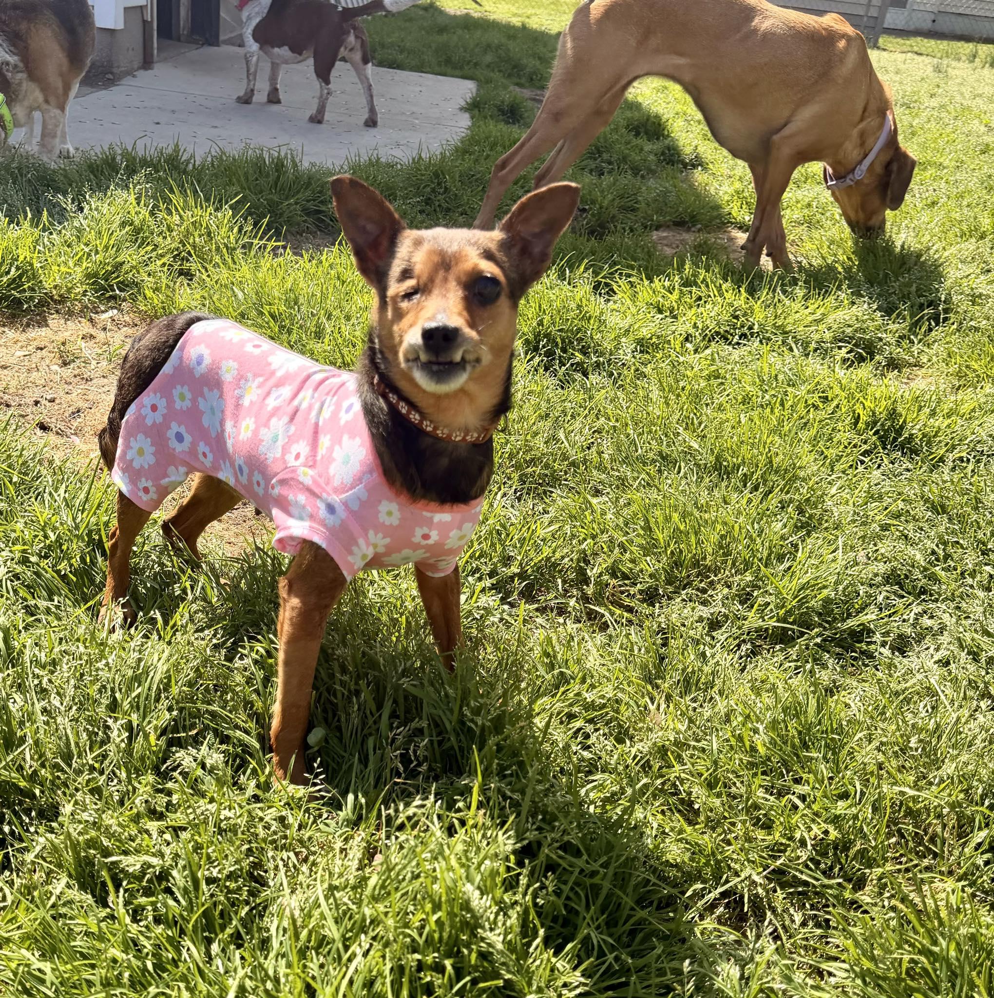 Enlarge Avacado, a ADOPTABLE mixed breed in Yorktown, VA image 4/5