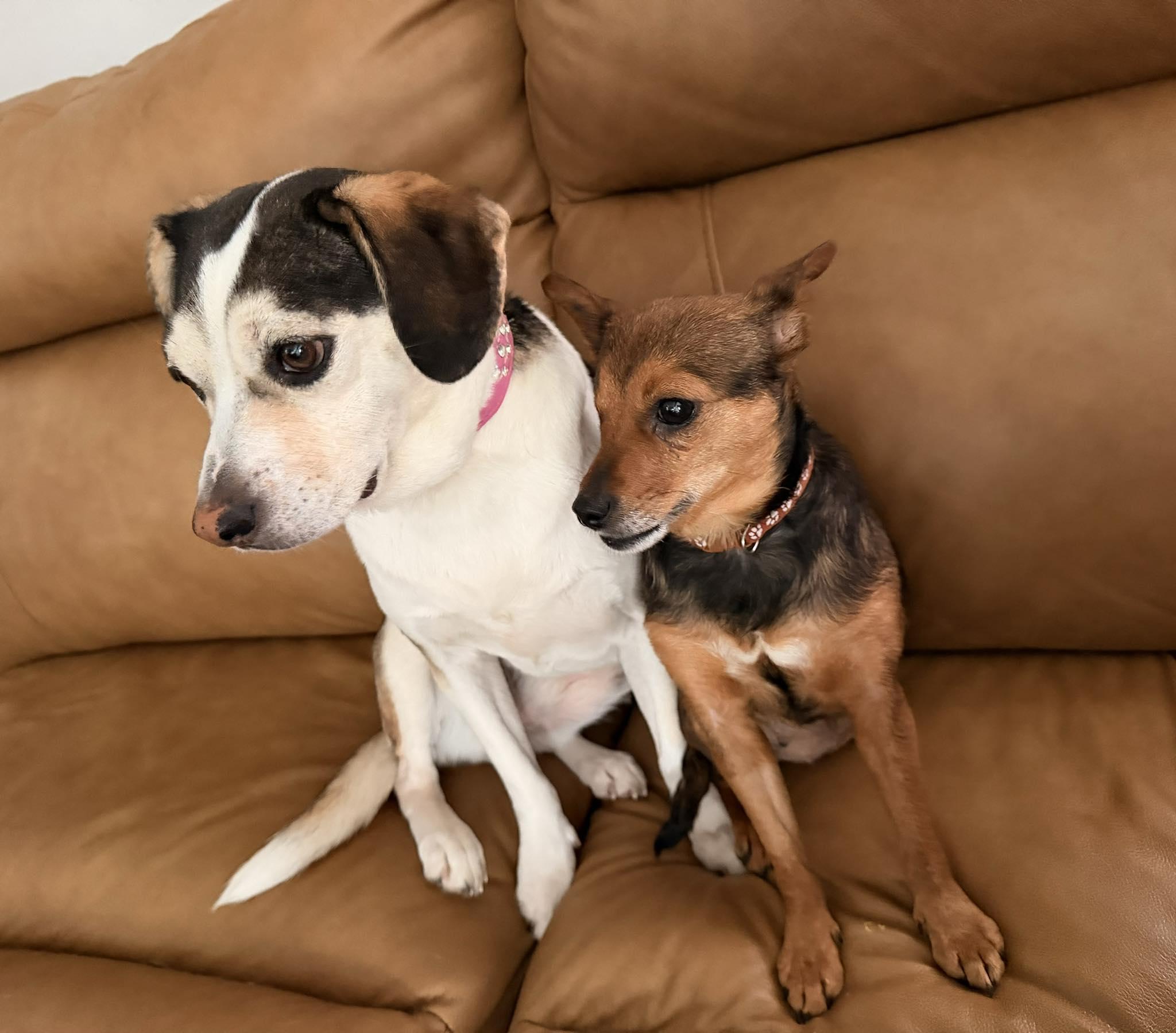 Enlarge Avacado, a ADOPTABLE mixed breed in Yorktown, VA image 5/5