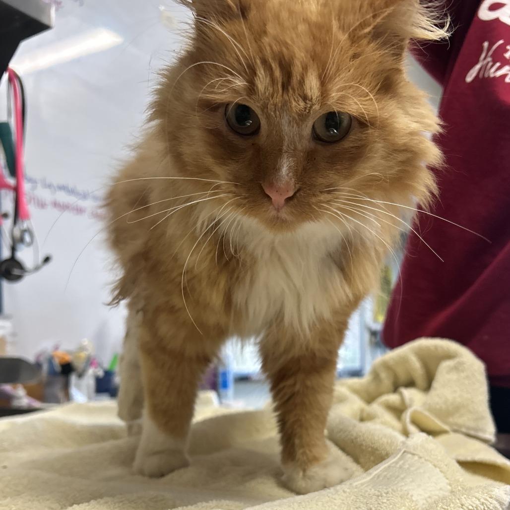 STRAY CAT "Casper", Adoptable, Adult Male Domestic Medium Hair.