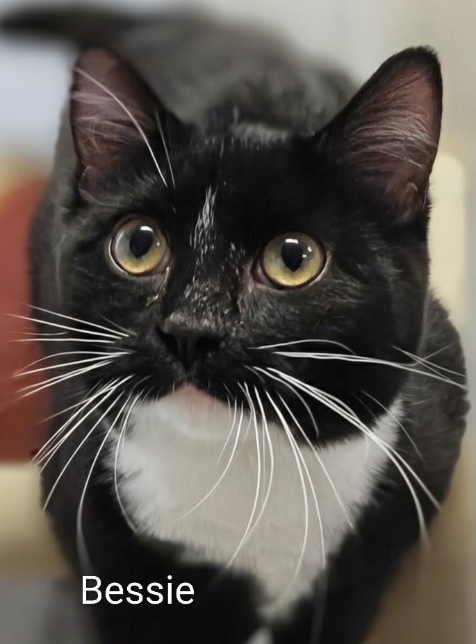 Enlarge Bessie, a ADOPTABLE Domestic Short Hair in Colfax, IA image 1/1