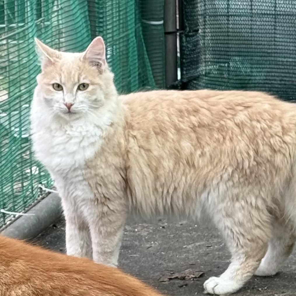 Enlarge Lemur, a ADOPTABLE Domestic Medium Hair in Dunnigan, CA image 1/1