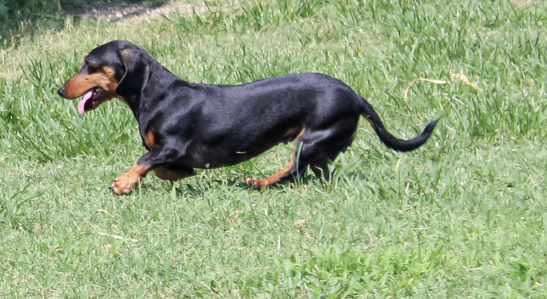Robin, an adopted Dachshund in Neosho, MO image 2/3