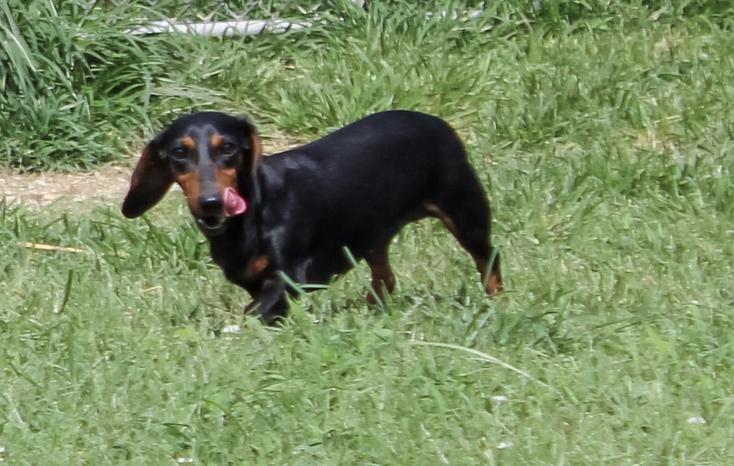 Robin, adopted, Adult Female Dachshund.