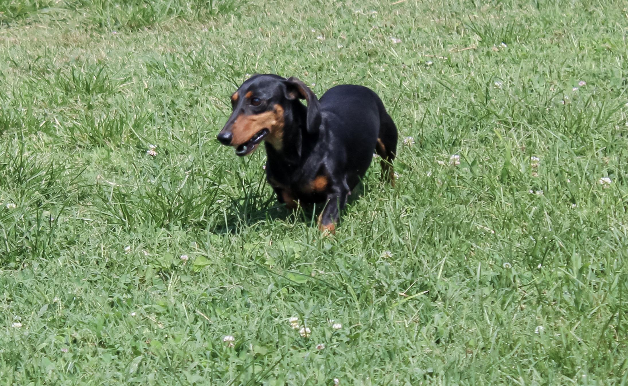 Robin, an adopted Dachshund in Neosho, MO image 3/3
