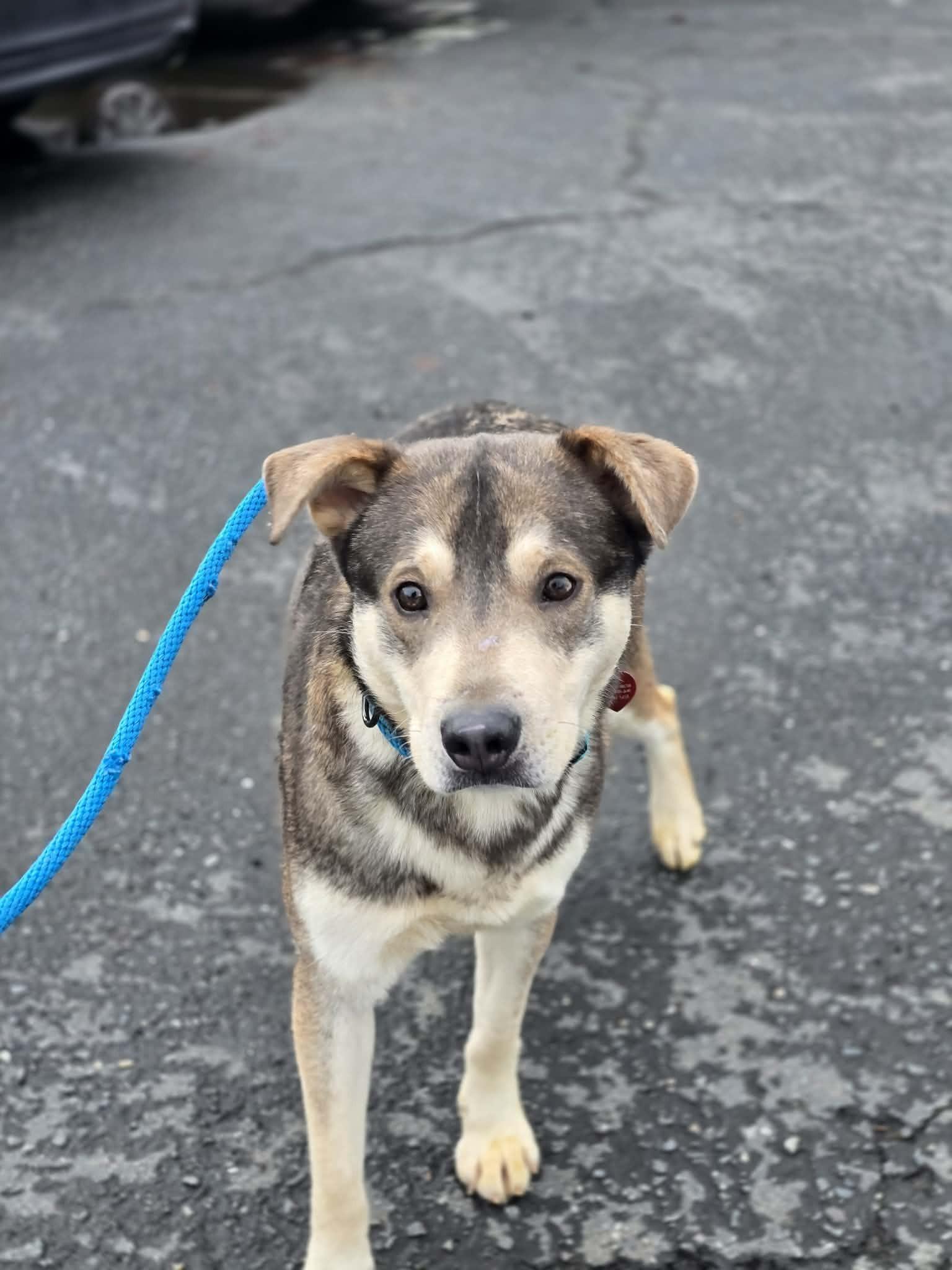 Enlarge Tamale, a ADOPTABLE mixed breed in Grants Pass, OR image 1/3