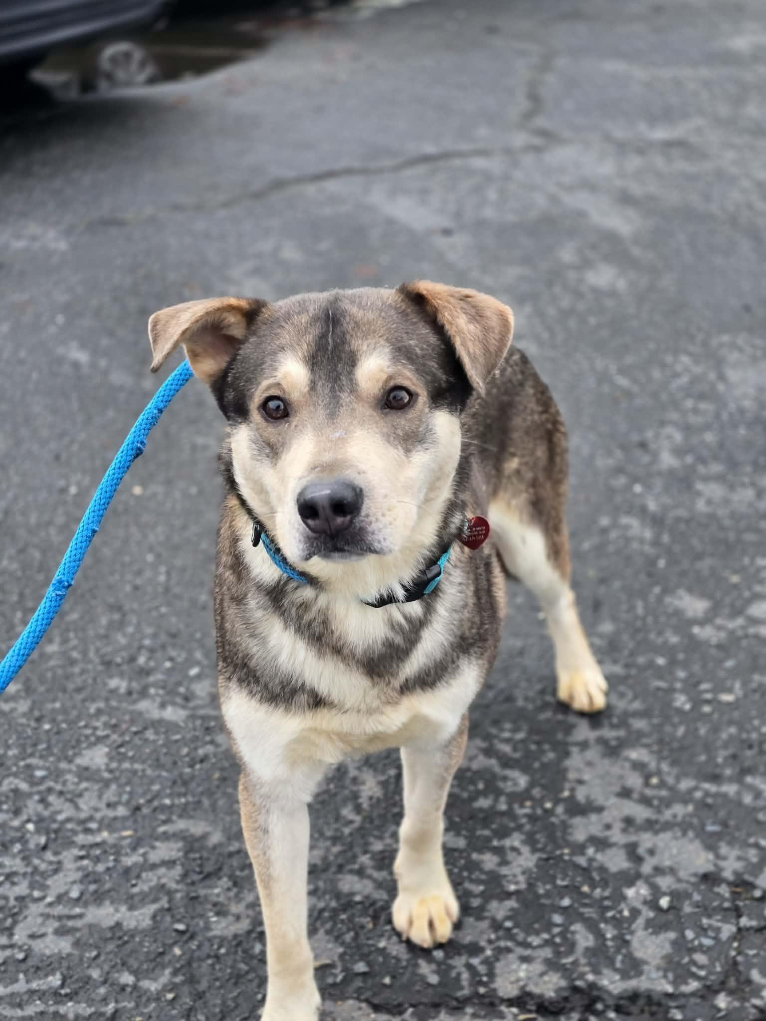 Enlarge Tamale, a ADOPTABLE mixed breed in Grants Pass, OR image 3/3