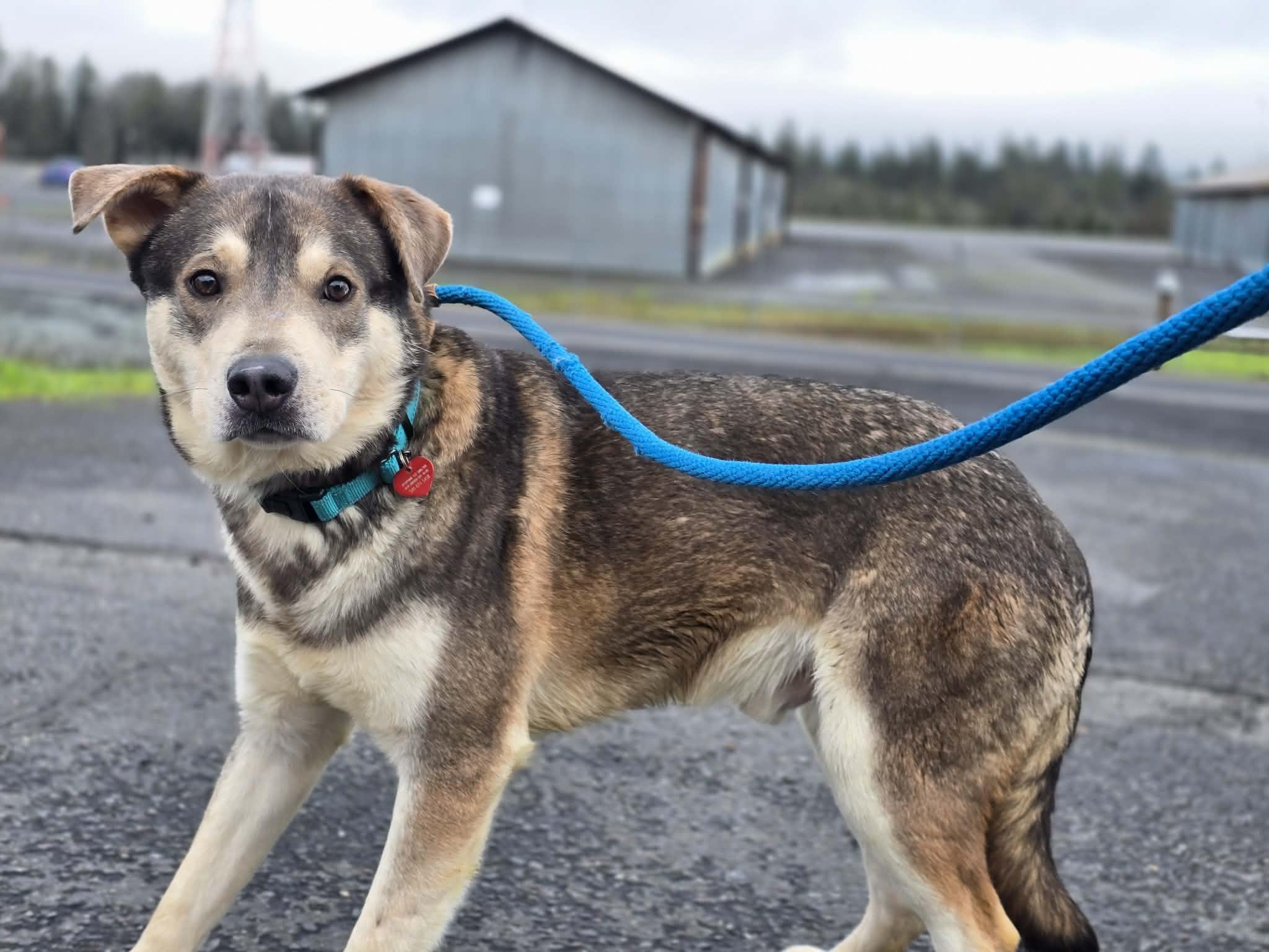 Enlarge Tamale, a ADOPTABLE mixed breed in Grants Pass, OR image 2/3