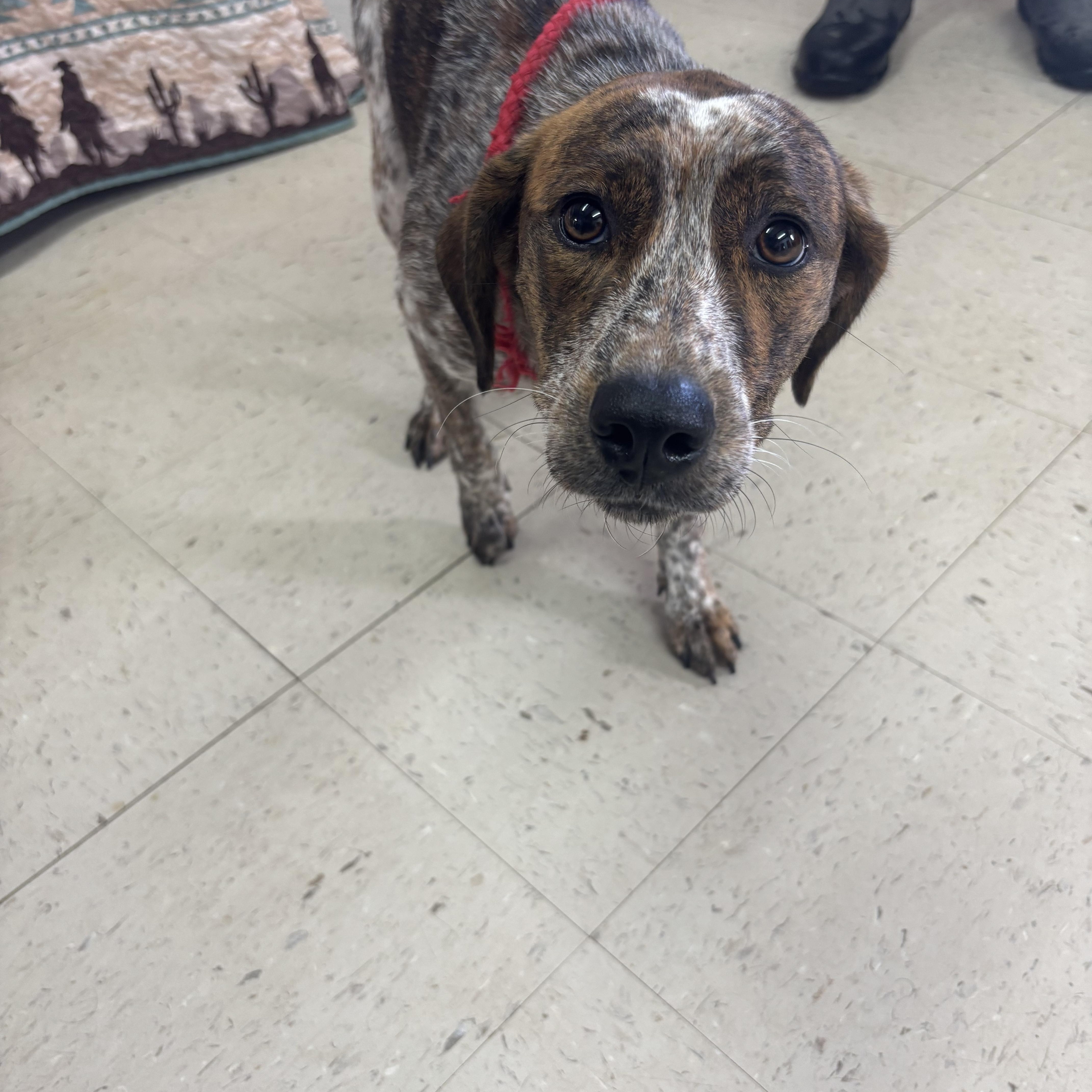 Snickers, adopted, Young Female Mixed Breed.