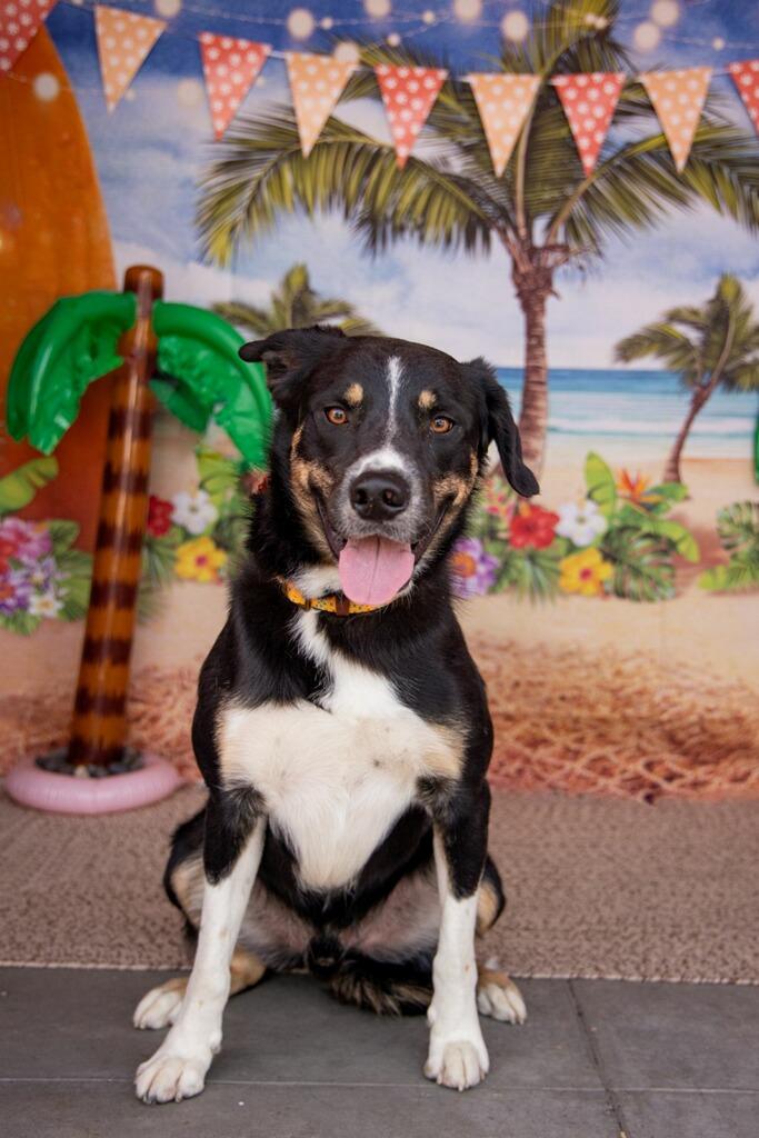 BowDee, an adoptable Border Collie in Pocatello, ID, 83201 | Photo Image 3