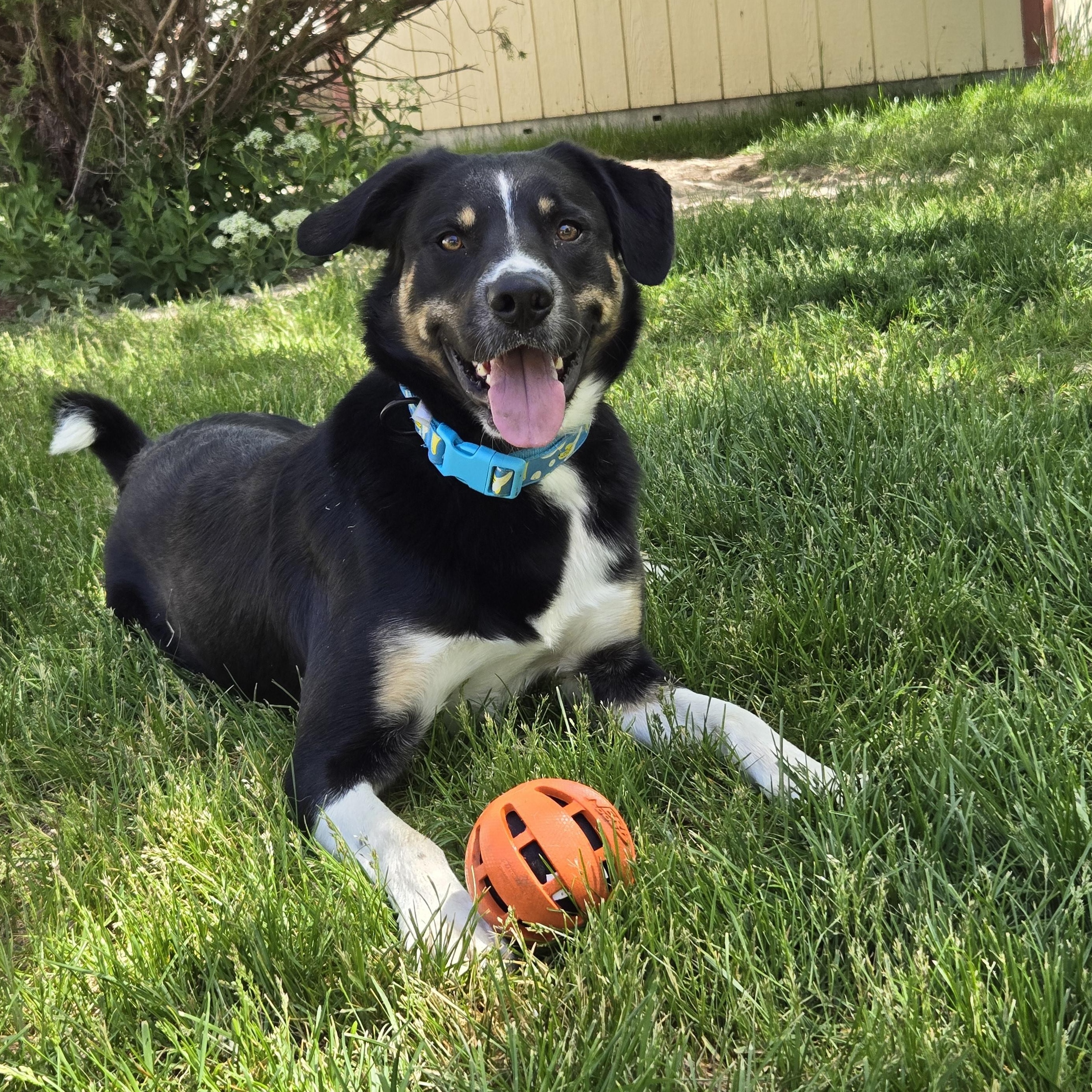 BowDee, an adoptable Border Collie in Pocatello, ID, 83201 | Photo Image 4
