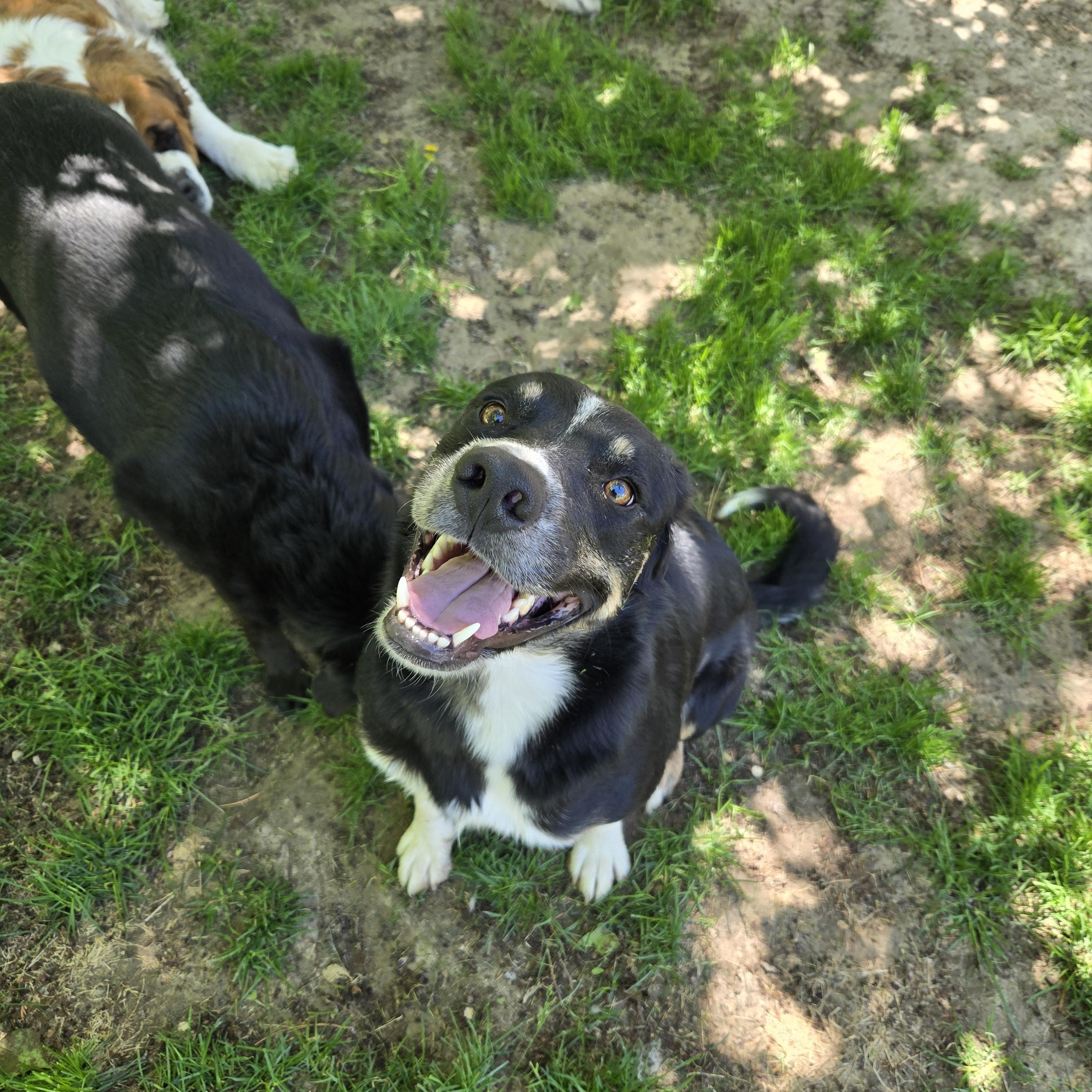 BowDee, an adoptable Border Collie in Pocatello, ID, 83201 | Photo Image 2