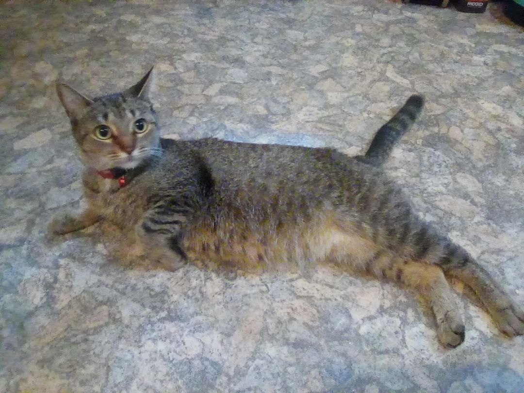 Enlarge Ember, a Adopted Domestic Short Hair in Pickering, ON image 1/1