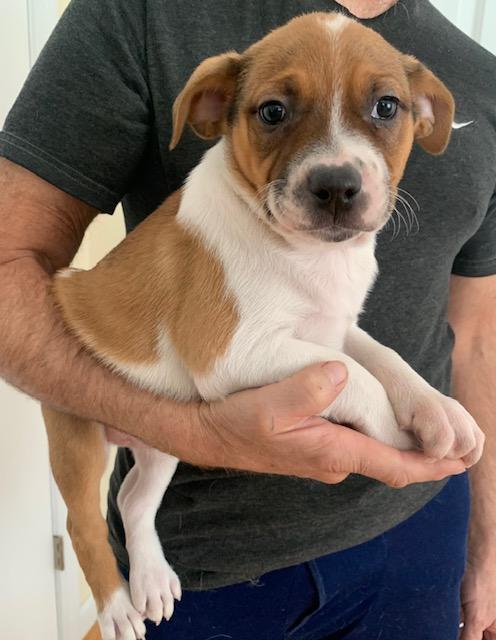 Enlarge Larry, a ADOPTABLE Mixed Breed in Danville, VT image 3/4