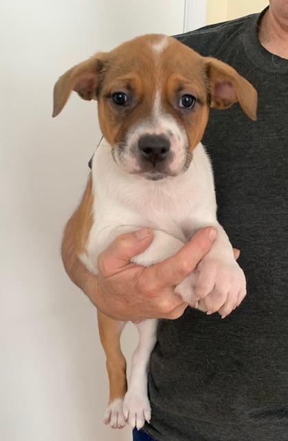 Larry, ADOPTABLE, Puppy Male Mixed Breed.