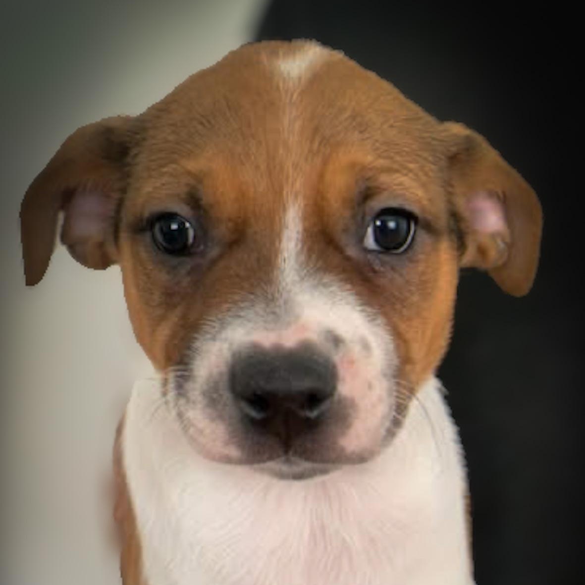 Enlarge Larry, a ADOPTABLE Mixed Breed in Danville, VT image 2/4