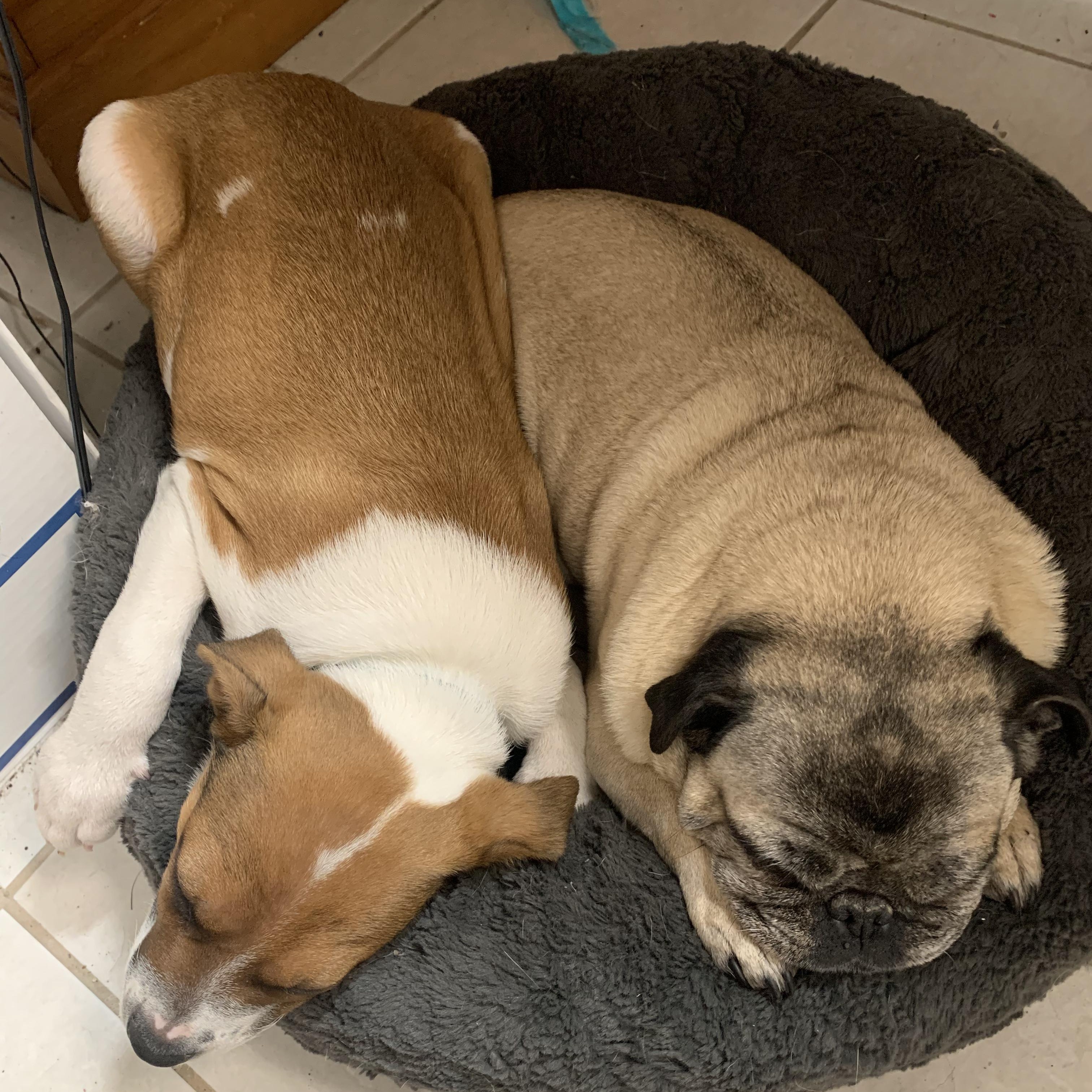 Enlarge Larry, a ADOPTABLE mixed breed in Danville, VT image 2/5