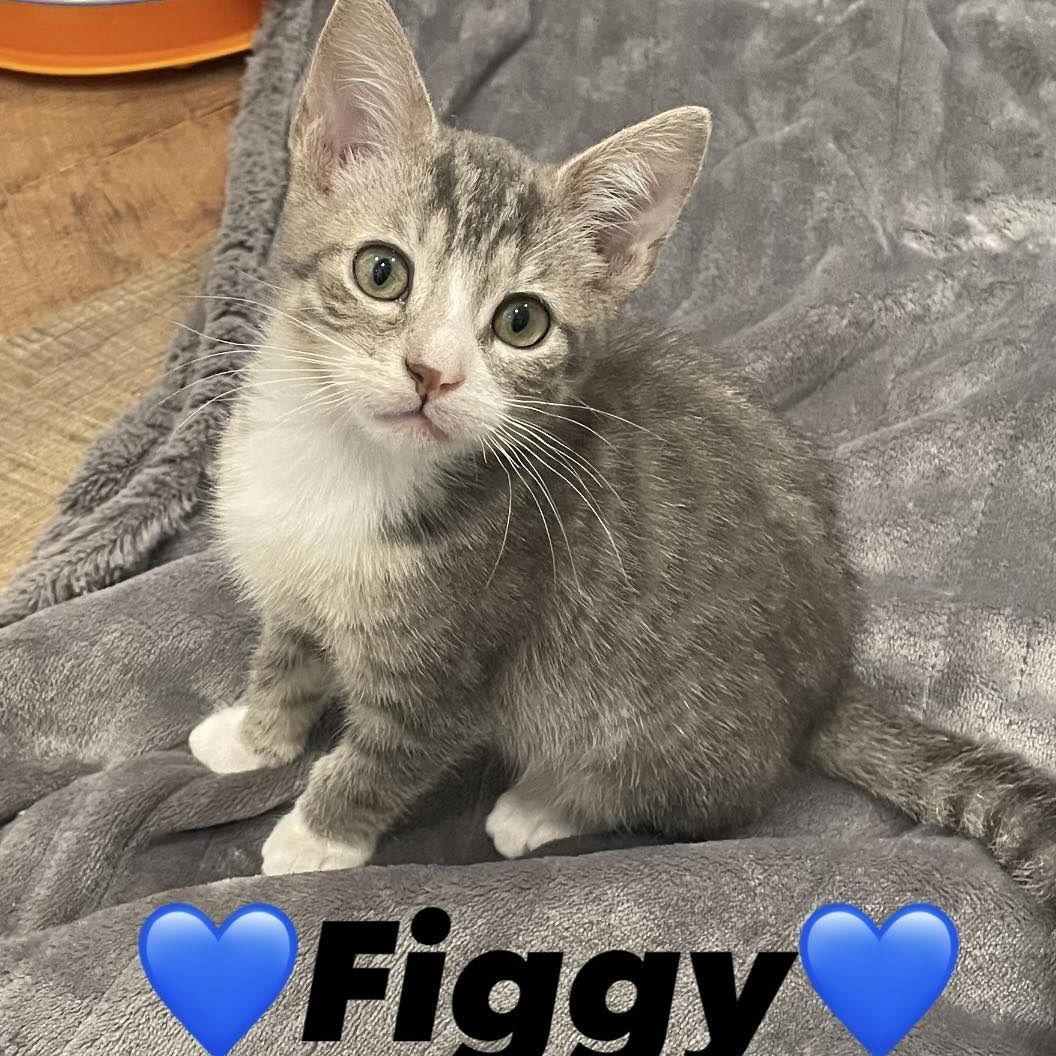 Figgy, ADOPTABLE, Young Male Domestic Short Hair.