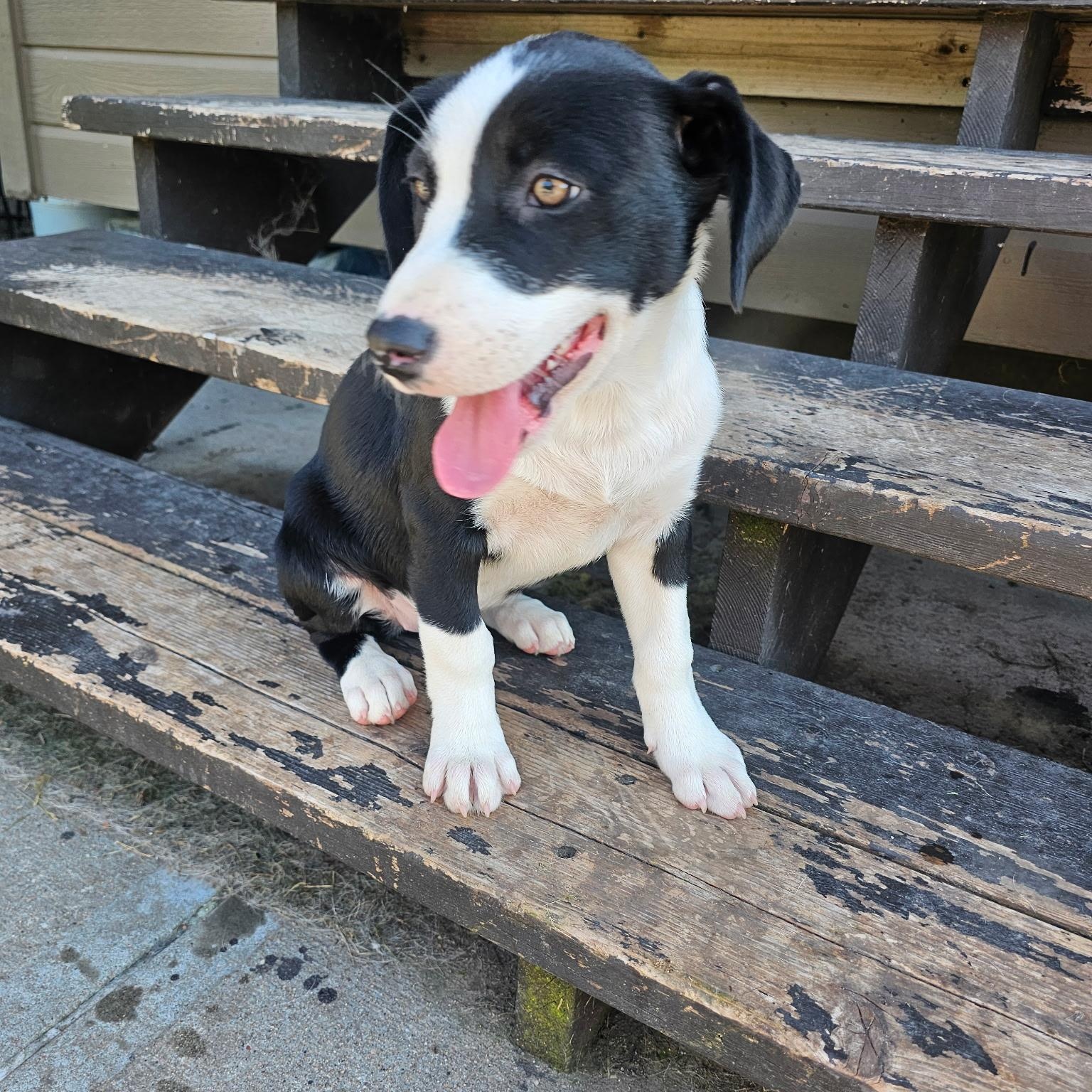 Enlarge Luna, a Adoptable mixed breed in Omaha, NE image 3/6