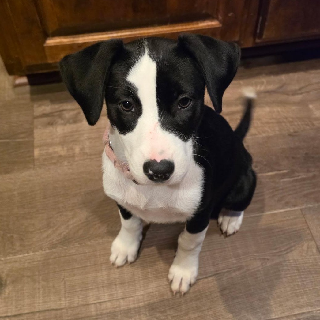 Luna, Adoptable, Puppy Female Labrador Retriever & German Shepherd Dog.