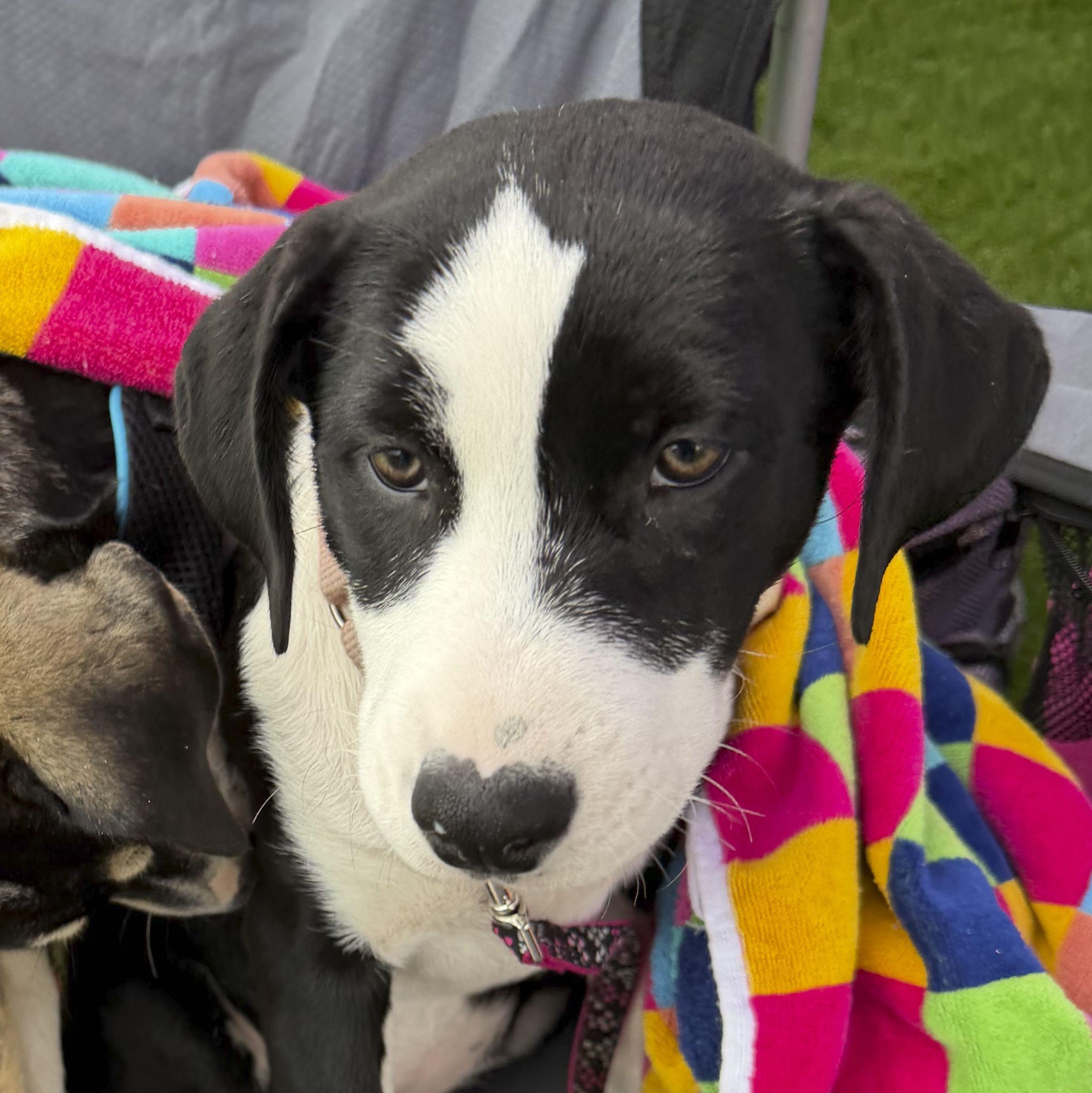 Enlarge Luna, a Adoptable mixed breed in Omaha, NE image 4/6