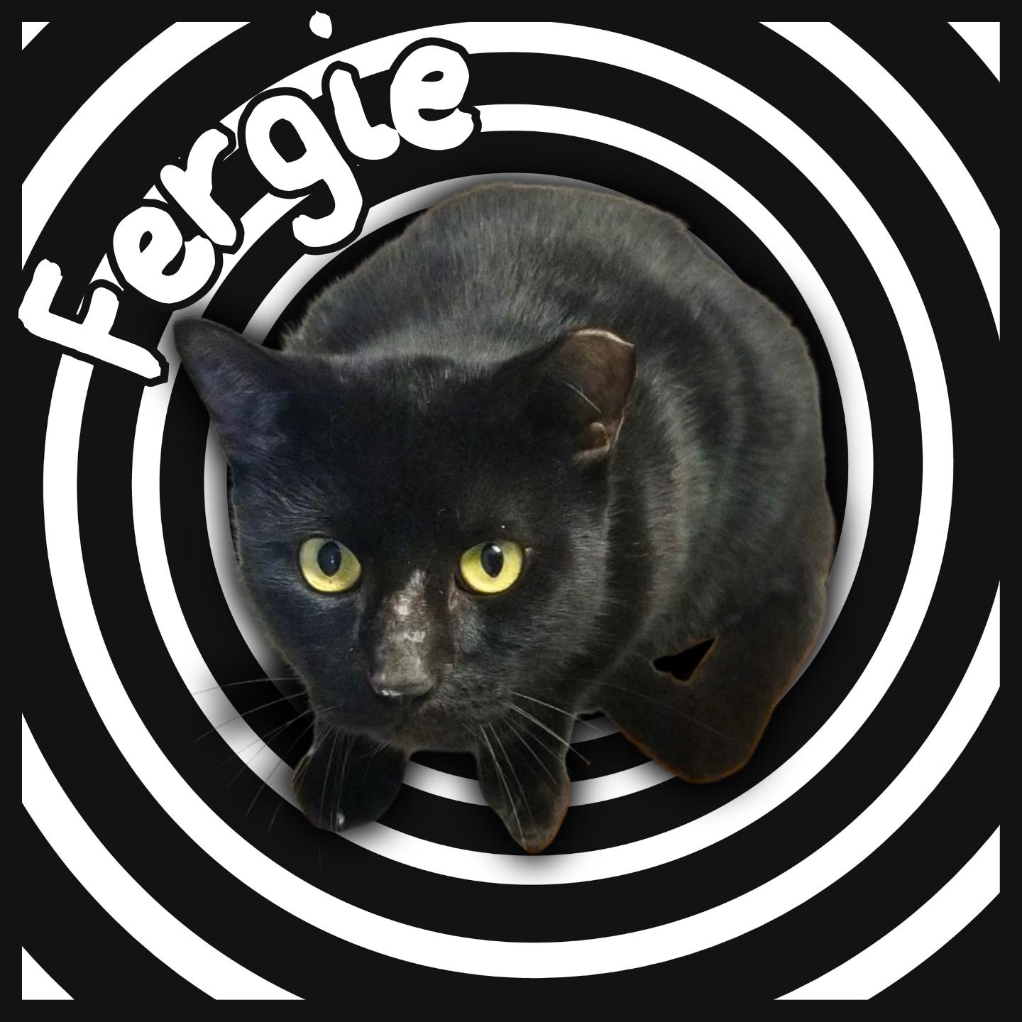 Enlarge Fergie, a ADOPTABLE Domestic Short Hair in Aransas Pass, TX image 1/1