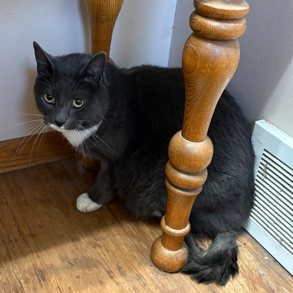 Enlarge Kathleen C25-064, a Adoptable Domestic Short Hair in Elbow Lake, MN image 1/1