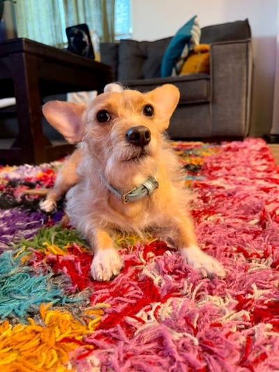 Nino, a ADOPTABLE mixed breed in Los Angeles, CA image 4/6