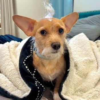 Nino, a ADOPTABLE mixed breed in Los Angeles, CA image 6/6