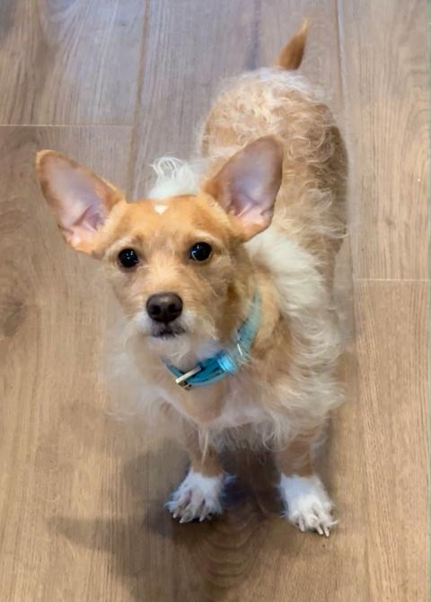 Nino, a ADOPTABLE mixed breed in Los Angeles, CA image 3/6