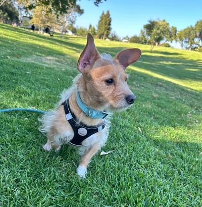 Nino, a ADOPTABLE mixed breed in Los Angeles, CA image 5/6