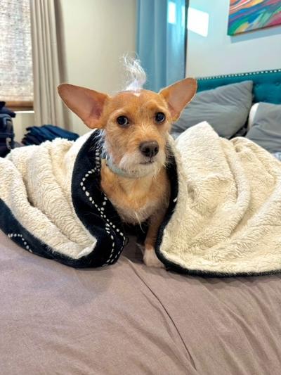 Nino, a ADOPTABLE mixed breed in Los Angeles, CA image 1/6