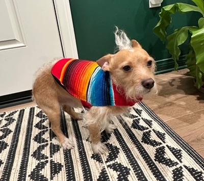Nino, a ADOPTABLE mixed breed in Los Angeles, CA image 2/6