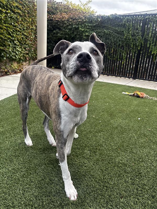 Enlarge Scooter, a Adoptable Pit Bull Terrier in Elk Grove, CA image 1/3