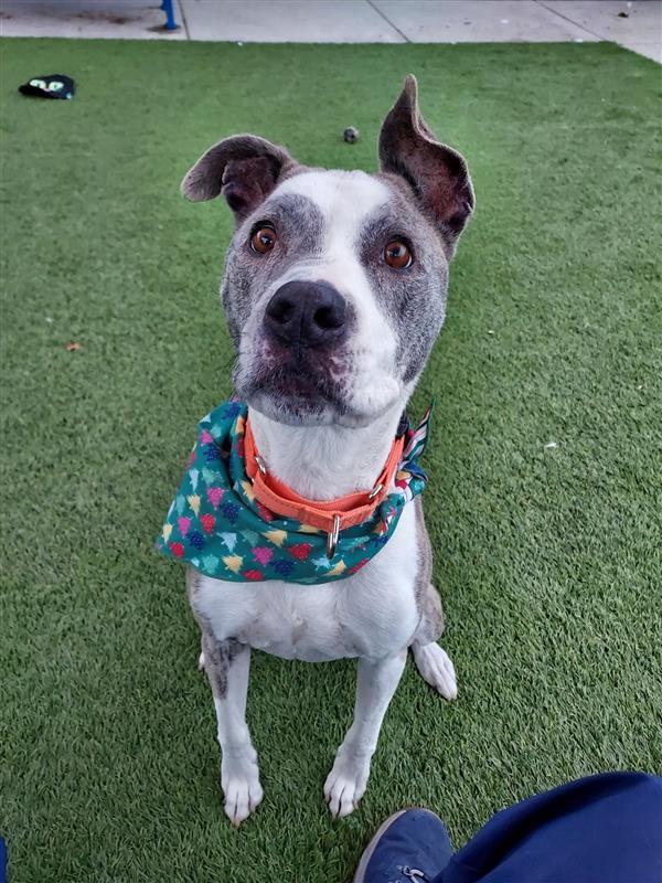 Enlarge Scooter, a Adoptable Pit Bull Terrier in Elk Grove, CA image 2/3