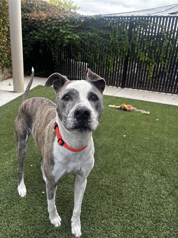 Enlarge Scooter, a Adoptable Pit Bull Terrier in Elk Grove, CA image 3/3