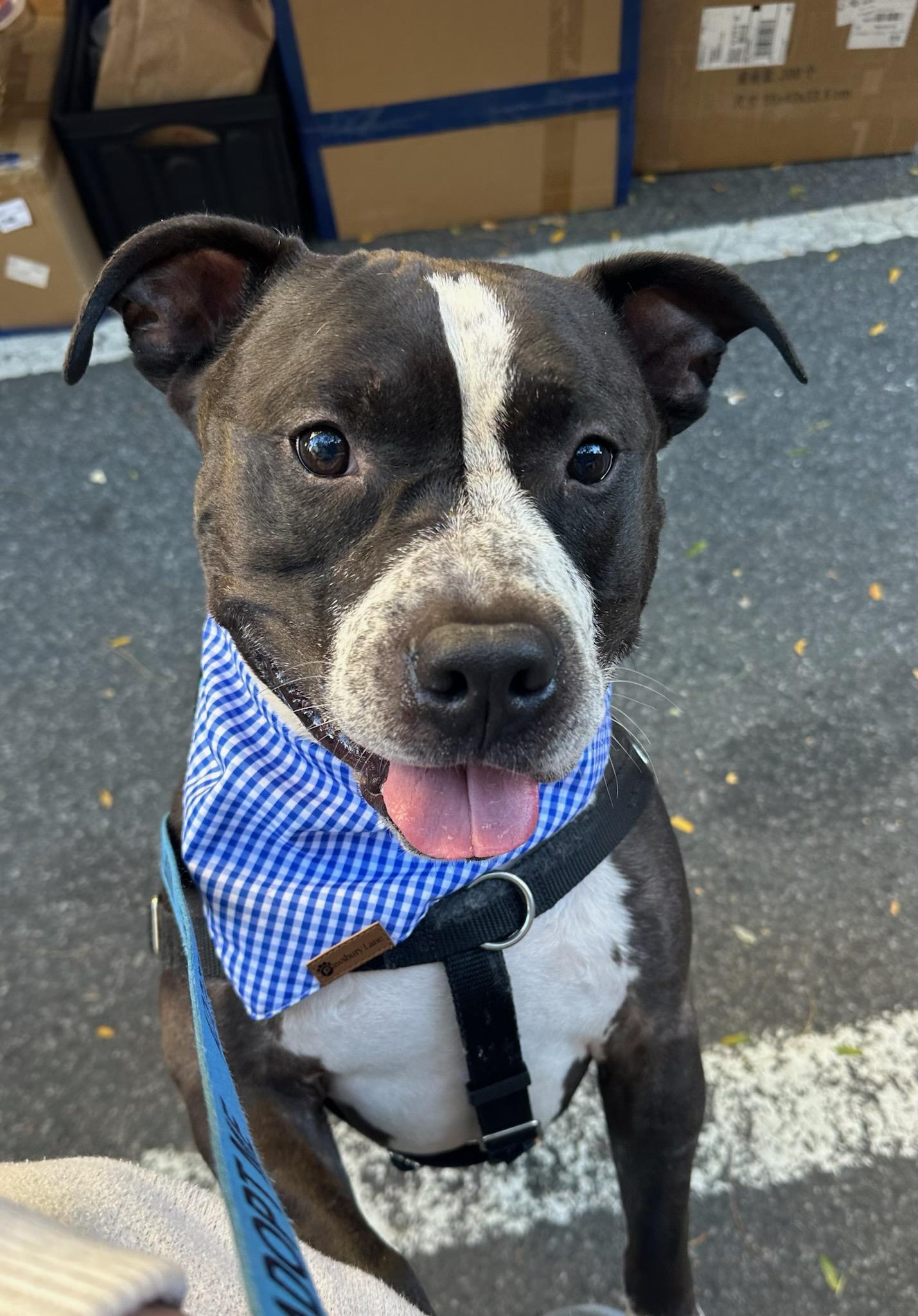 Keeno - courtesy, Adoptable, Adult Male Pit Bull Terrier.