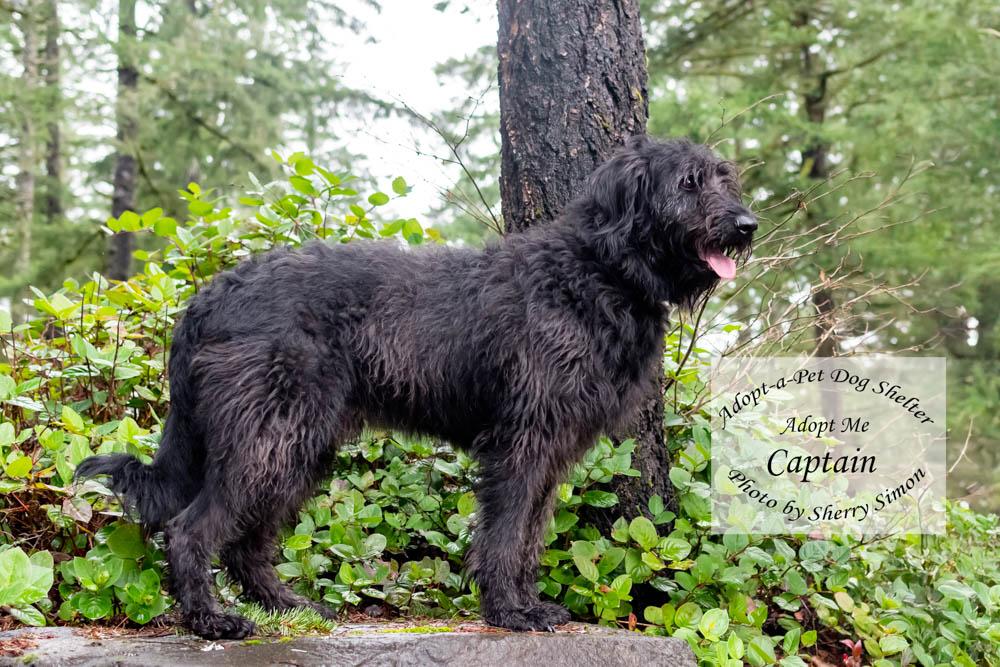 Enlarge CAPTAIN, a Adoptable mixed breed in Shelton, WA image 6/6