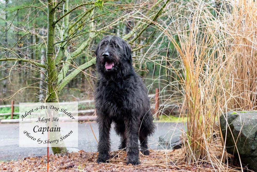 Enlarge CAPTAIN, a Adoptable mixed breed in Shelton, WA image 5/6