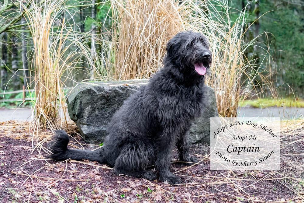 Enlarge CAPTAIN, a Adoptable mixed breed in Shelton, WA image 3/6