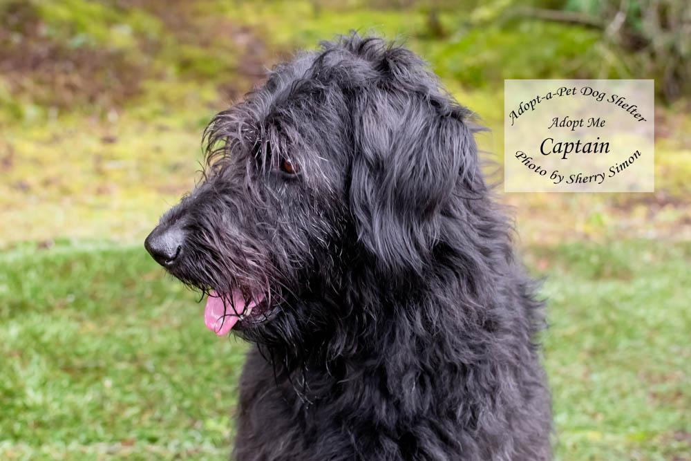 Enlarge CAPTAIN, a Adoptable mixed breed in Shelton, WA image 1/6