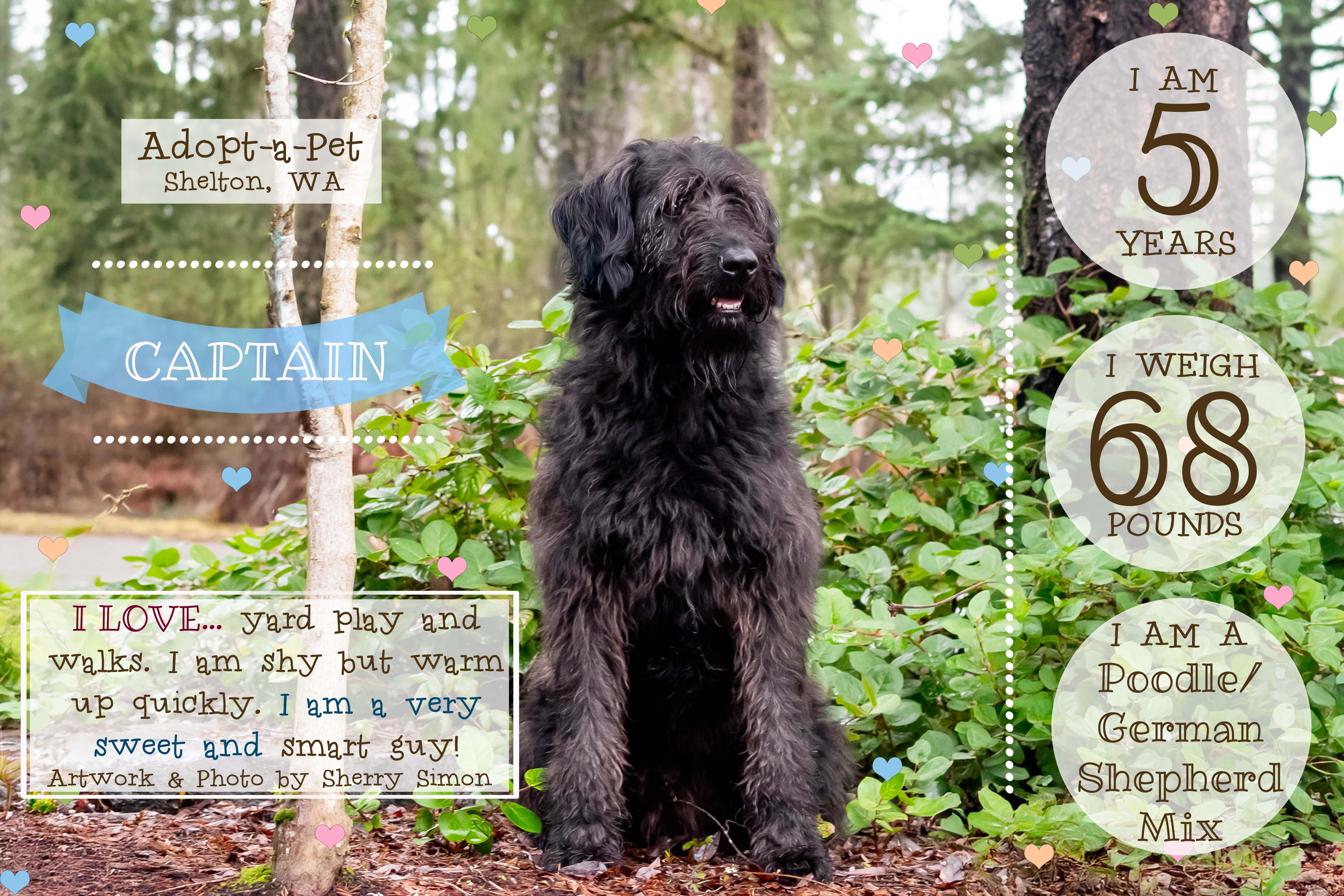 Enlarge CAPTAIN, a Adoptable mixed breed in Shelton, WA image 2/6