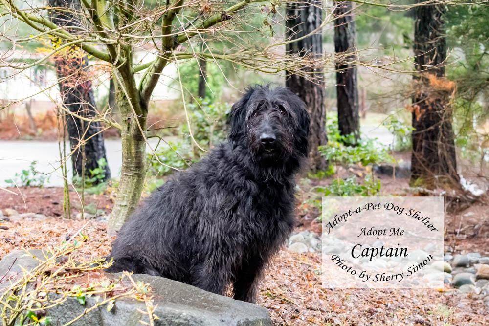 Enlarge CAPTAIN, a Adoptable mixed breed in Shelton, WA image 4/6