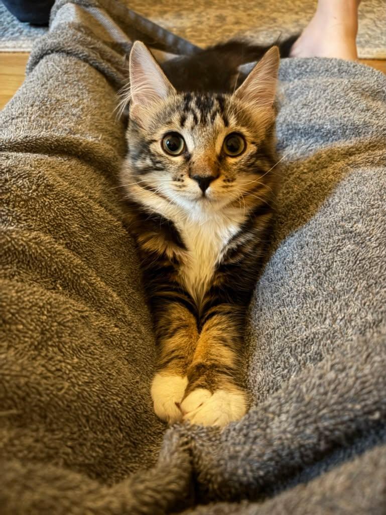 Olive, a ADOPTABLE Domestic Medium Hair in Roslindale, MA image 3/4