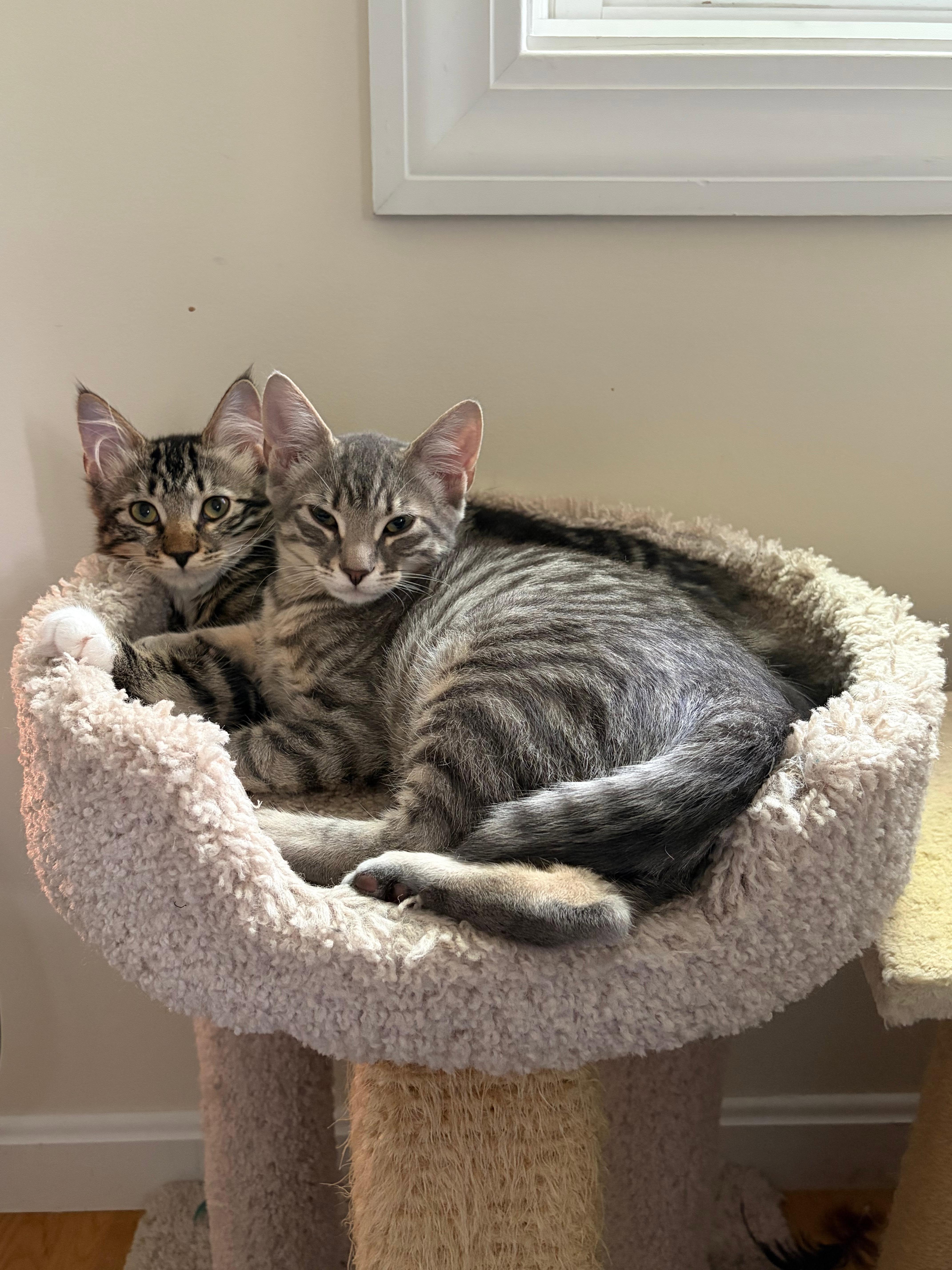 Olive, ADOPTABLE, Kitten Female Domestic Medium Hair.