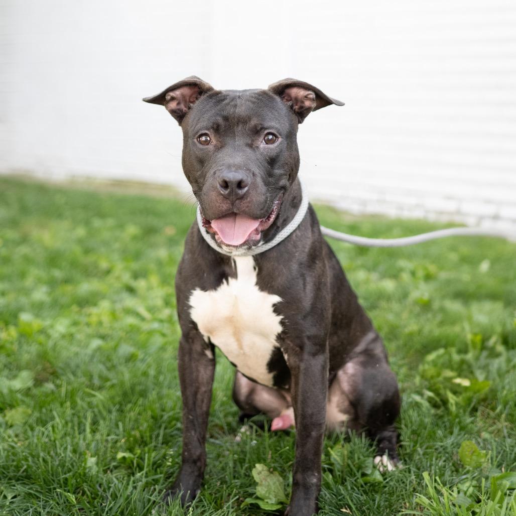 Enlarge Chance, a Adoptable Pit Bull Terrier in Newark, NJ image 1/6