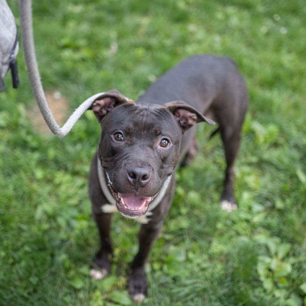 Enlarge Chance, a Adoptable Pit Bull Terrier in Newark, NJ image 2/6