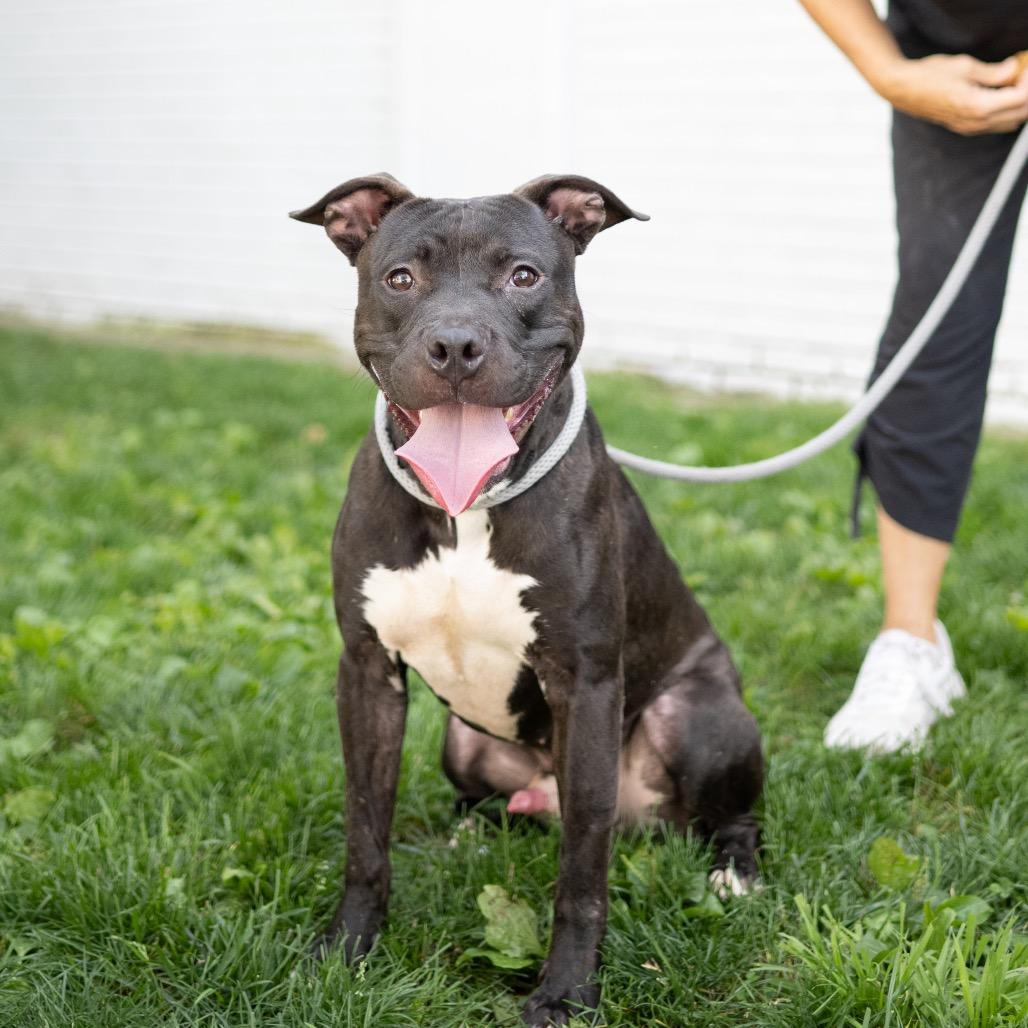 Enlarge Chance, a Adoptable Pit Bull Terrier in Newark, NJ image 3/6