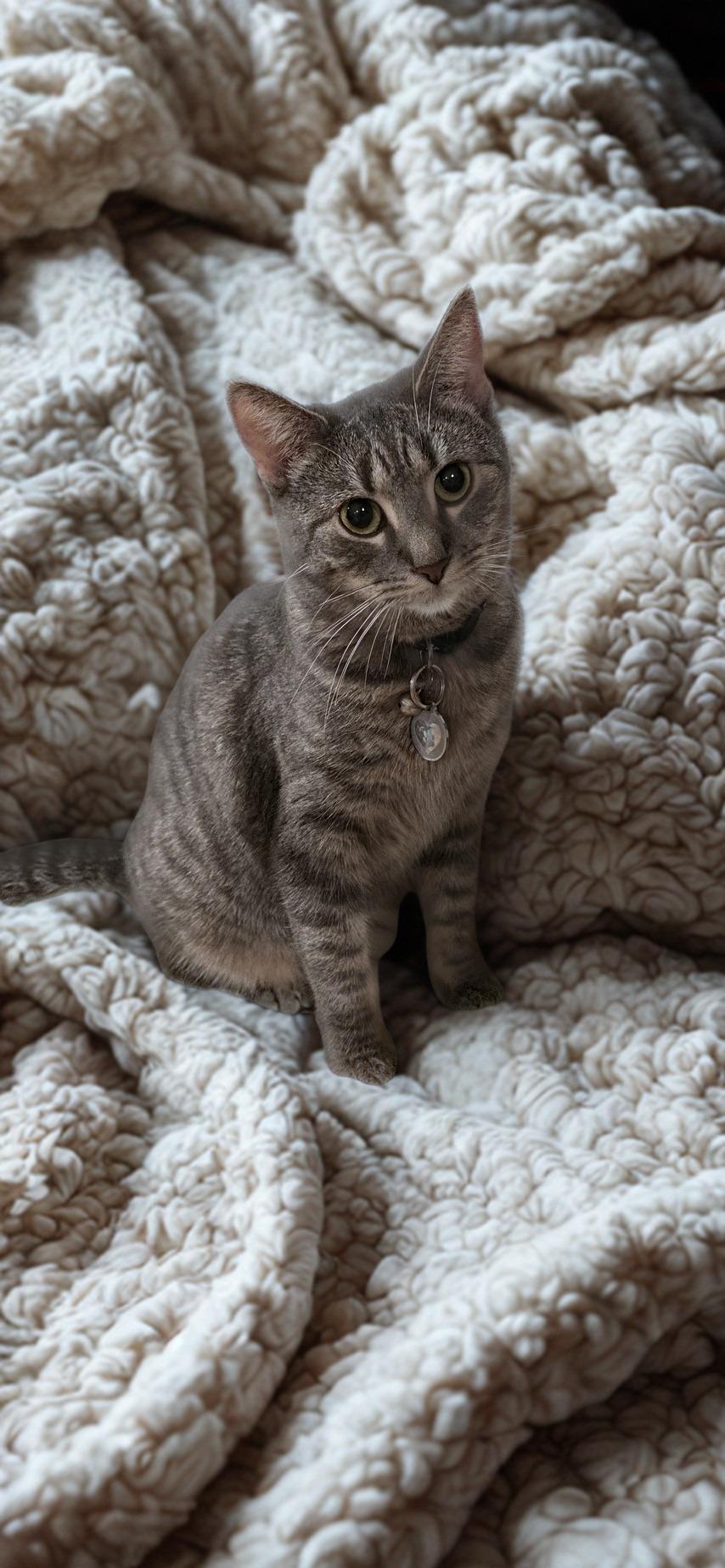 Belle, a Adoptable Domestic Short Hair in North Bergen, NJ image 2/3