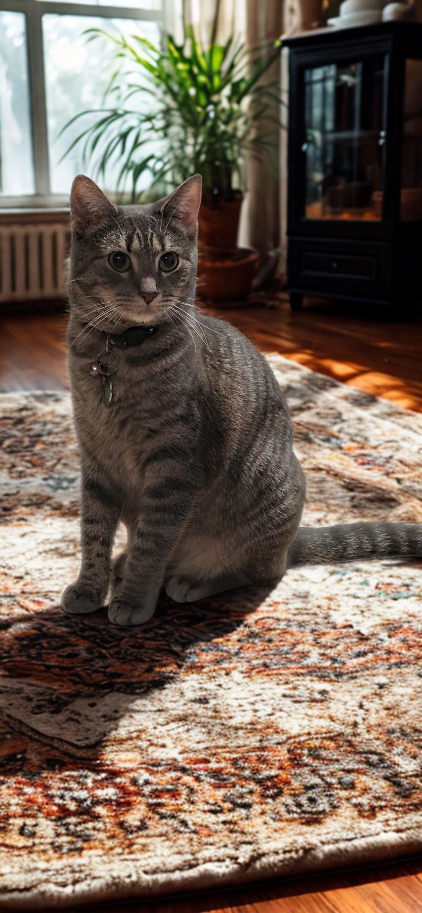 Belle, a Adoptable Domestic Short Hair in North Bergen, NJ image 3/3